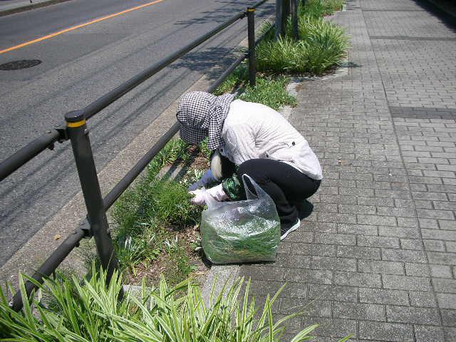 雑草の繁殖力ハンパない.JPG