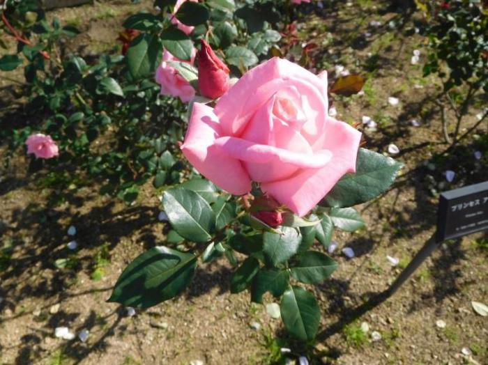 ①薔薇：プリンセスアイコ.jpg
