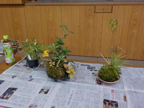 苔玉で新和風の寄せ植えをつくろう.JPG