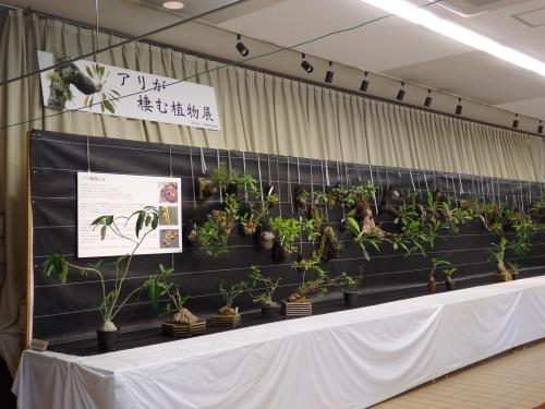 R2.8.4アリが棲む植物展.JPG