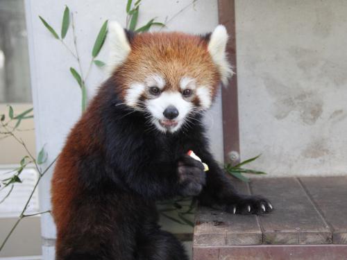 まるこ（静岡市立日本平動物園）サイズダウン.jpg