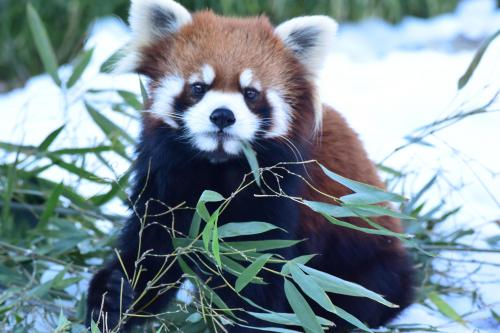 レッサーパンダ（れいか）静岡市立日本平動物園 (1).JPG