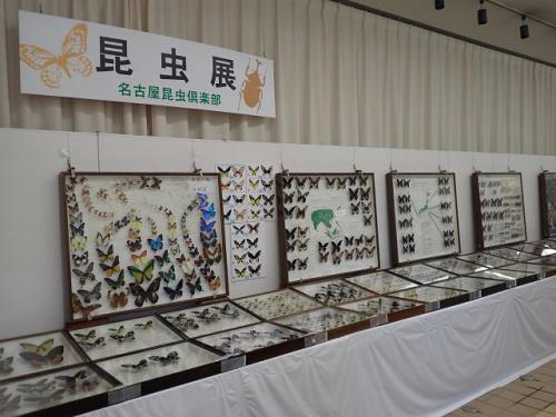 R3.7.20昆虫展 (1).JPG