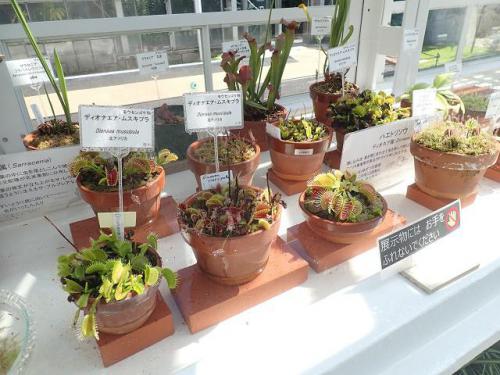 R3.7.20食虫植物展（温室前館西花卉室） (2).JPG