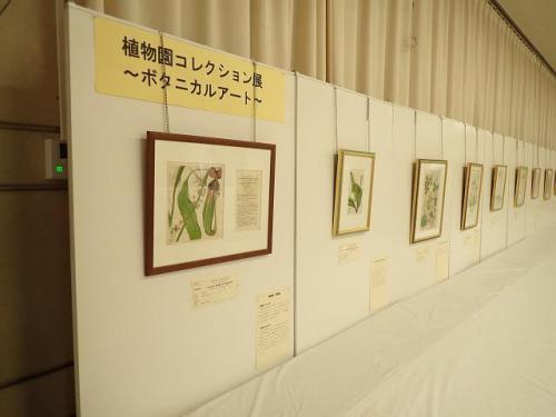 R3.8.3植物園コレクション展 　ボタニカルアート.JPG