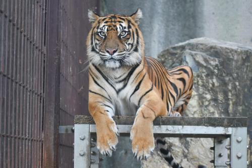 ダマイ（東山動植物園）.jpg