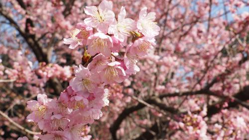 河津桜.JPG