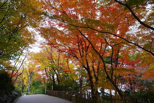 もみじ狩り 紅葉ライトアップを開催します 新着のお知らせ 東山動植物園