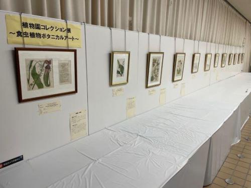 植物園コレクション展：食虫植物ボタニカルアート（１）.jpg