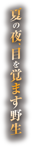 夏の夜、目を覚ます野生